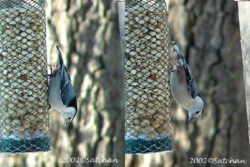 White-breasted Nuthatch 001