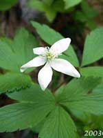 Wood Anemone (thumbnail)