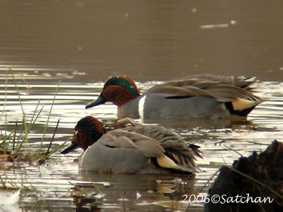 Green-winged Teal 01