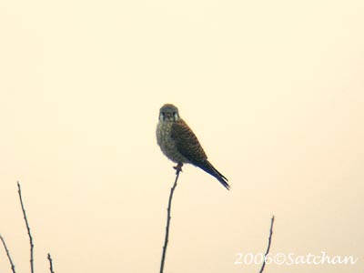 American Kestrel 05