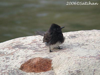 Black Phoebe 03