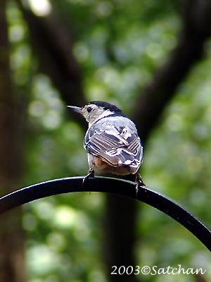 White-breasted Nuthatch 002