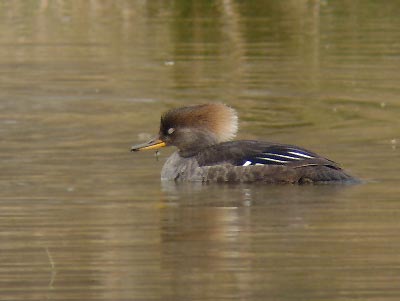 Hooded Merganser 2