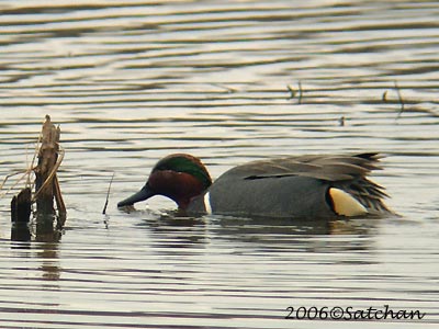 Green-winged Teal 02