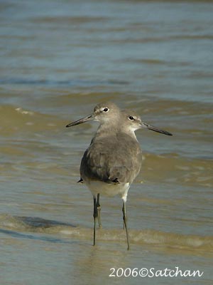 Willet 03