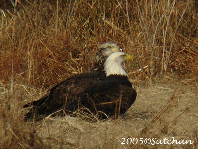 Bald Eagle 06