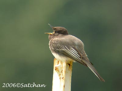 Black Phoebe 02