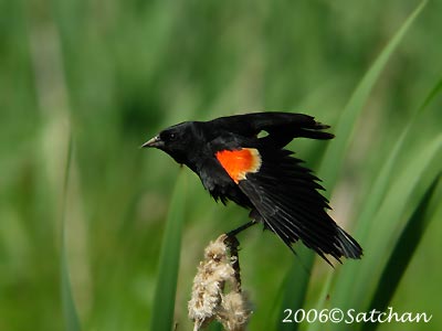 Red-winged Blackbird 01