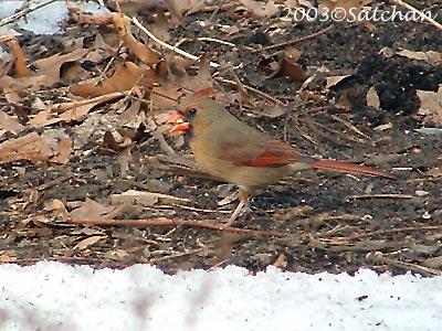 Northern Cardinal 007