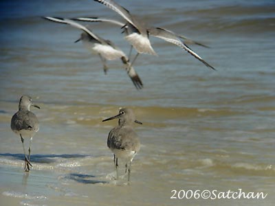 Willet 04