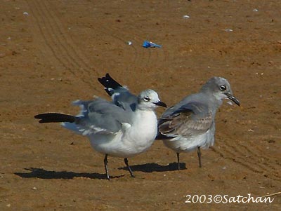 Laughing Gull 001