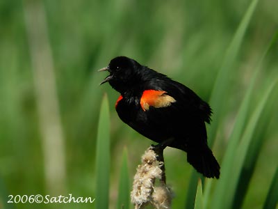 Red-winged Blackbird 02