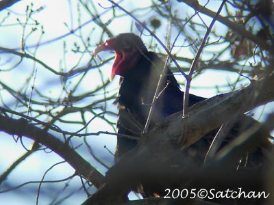 Turkey Vulture 02