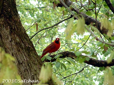 Northern Cardinal 008