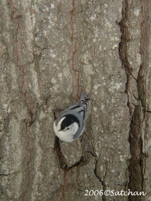 White-breasted Nuthatch 01
