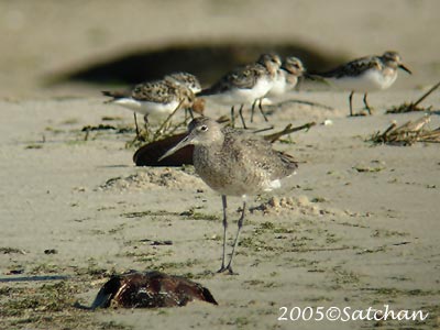 Willet 06
