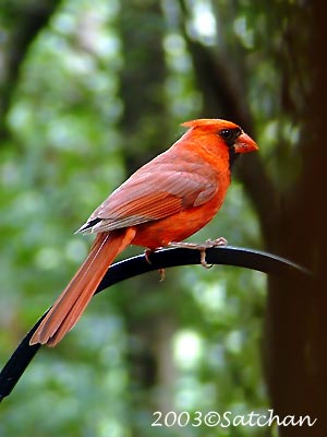 Northern Cardinal 009