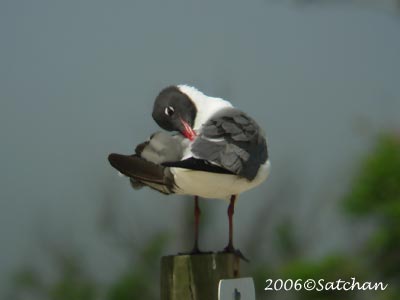 Laughing Gull 01