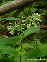 Poke Milkweed (thumbnail)