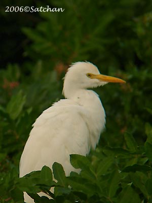 Cattle Egret 01