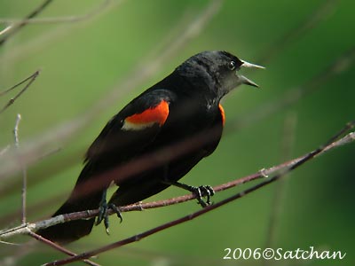 Red-winged Blackbird 04