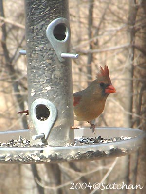 Northern Cardinal 010