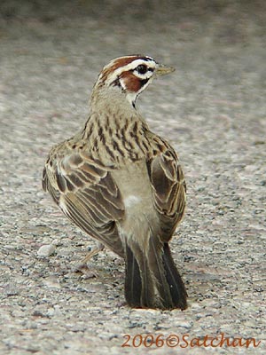 Lark Sparrow