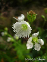 Starry Campion (thumbnail)