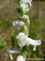 Nodding Ladies Tresses