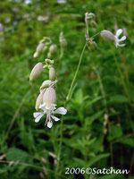 Bladder Campion (thumbnail)
