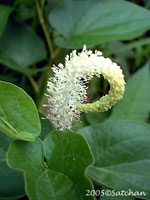 Lizard Tail (thumbnail)