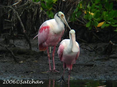 Roseate Spoonbill 02