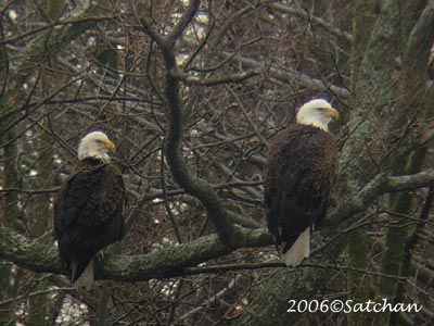Bald Eagle 08