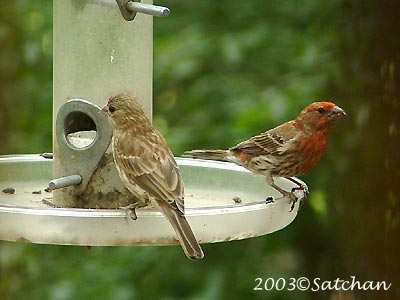 House Finch 00
