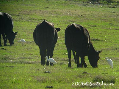 Cattle Egret 03