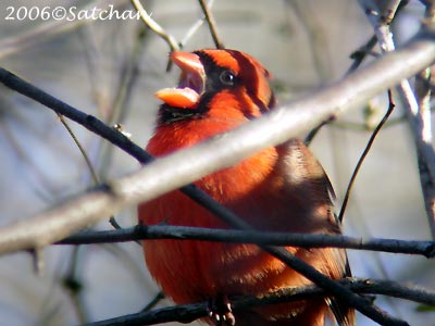 Northern Cardinal 05