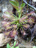 Spatulate-leaved Sundew (thumbnail)