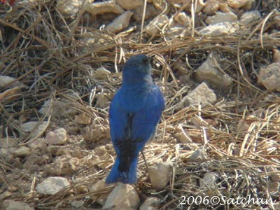 Mountain Bluebird 02