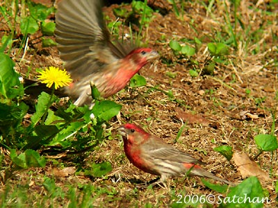 House Finch M 01
