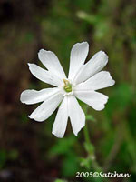 White Campion (thumbnail)