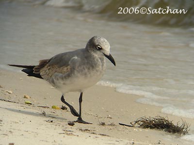 Laughing Gull 06