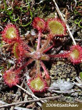 Round-leaved Sundew (thumbnail)
