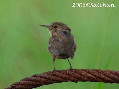 House Wren 04