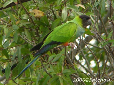 Black-hooded Parakeet 03