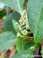 Pokeweed (thumbnail)