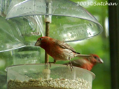 House Finch M 02