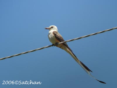 Scissor-tailed Flycatcher 03