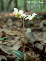 Spotted Wintergreen (thumbnail)