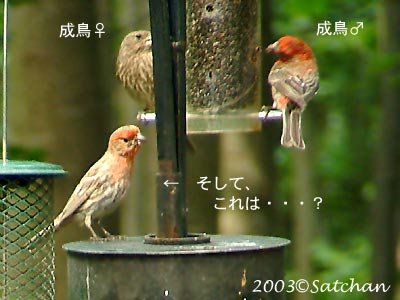 Young House Finch 01