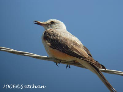 Scissor-tailed Flycatcher 04